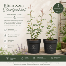 Klimrozen Startpakket - Bundel