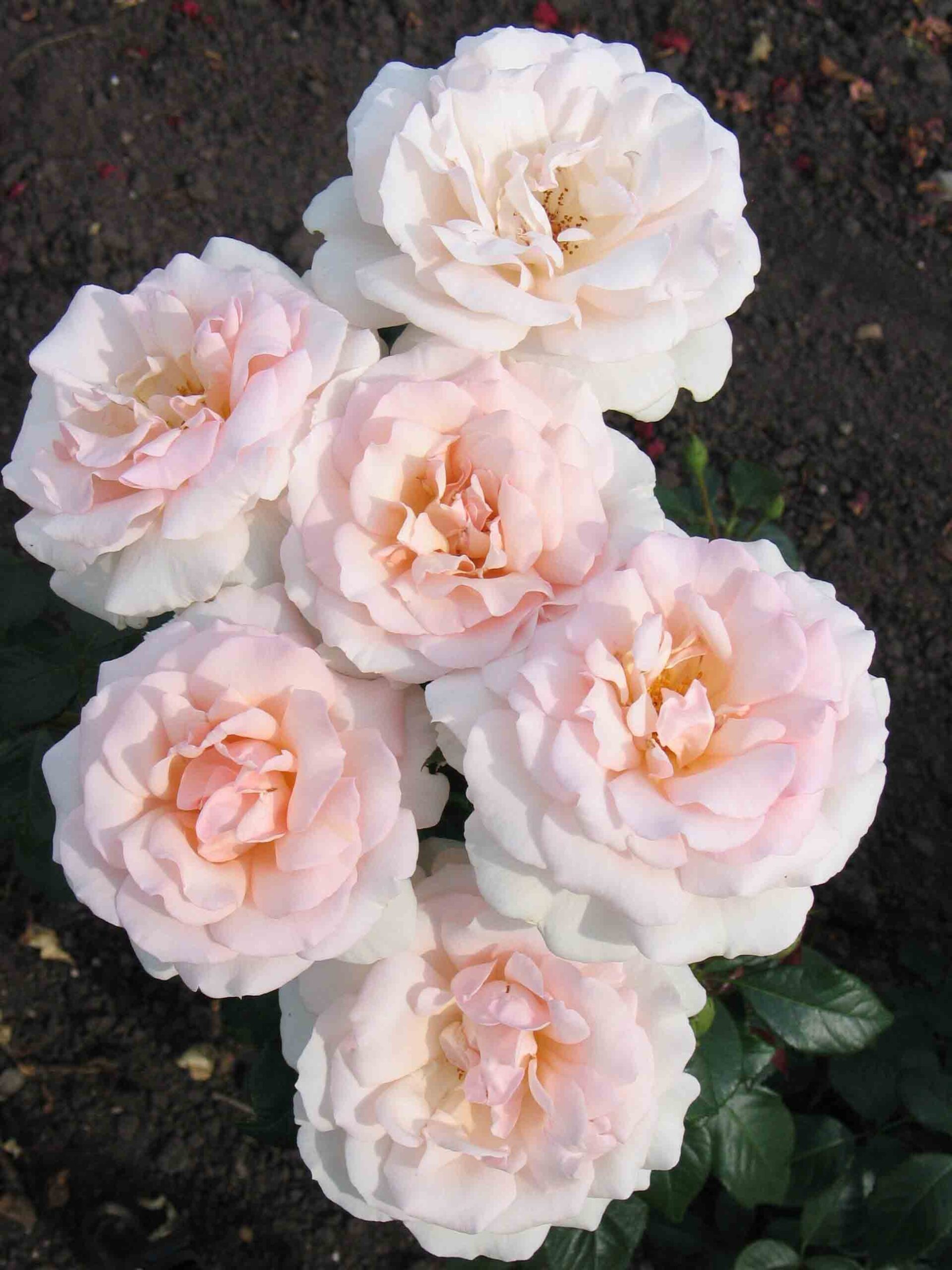 A Whiter Shade of Pale standard tree