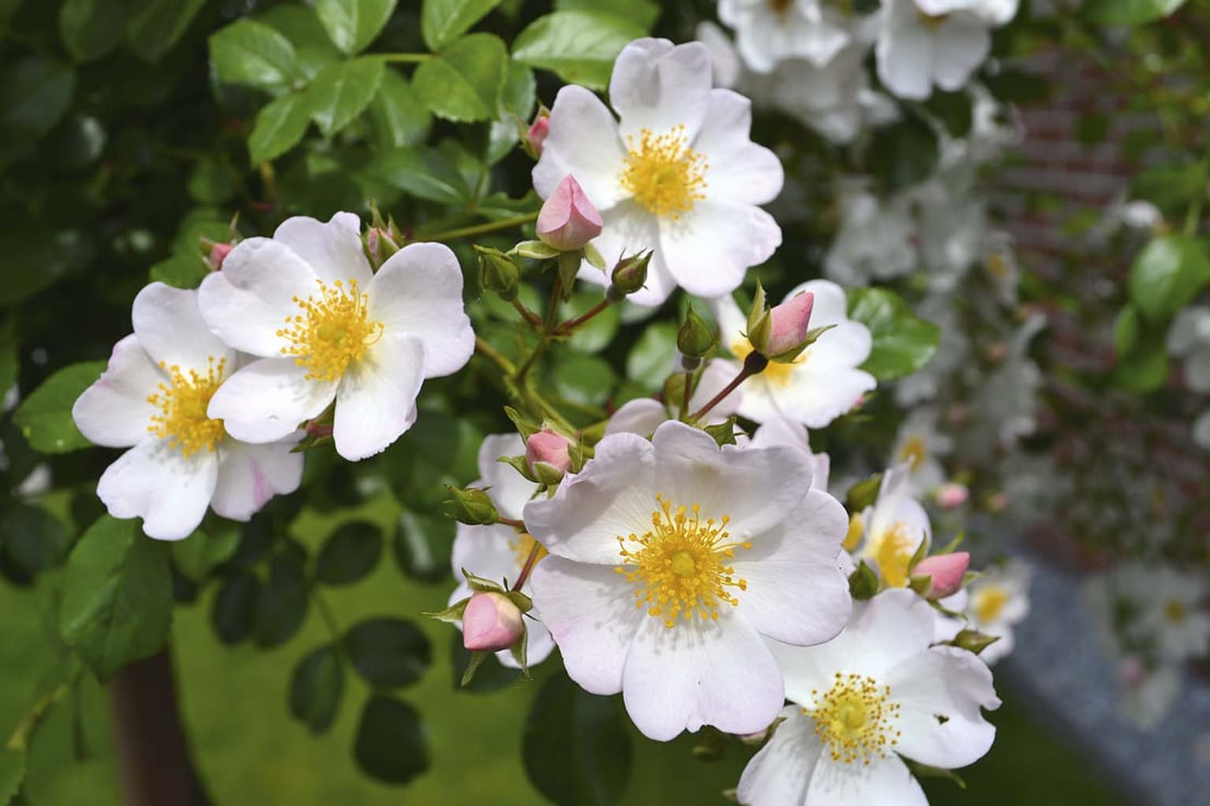 Apfelblüte
