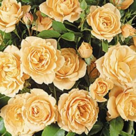 Miniature -and Patio roses