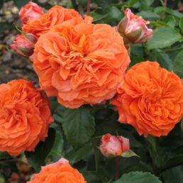 Lambada | All available roses | Tuincentrum Lottum