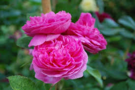 Rose du Roi