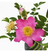 Rosa roxburghii