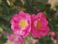 Rosa rubigonosa