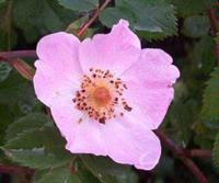 Rosa Canina