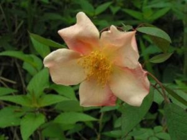 Mutabilis