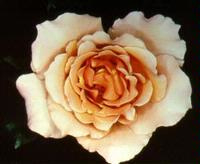 Julia's Rose