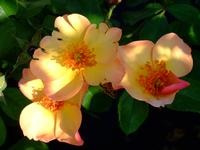Seasons (Peach Nature)