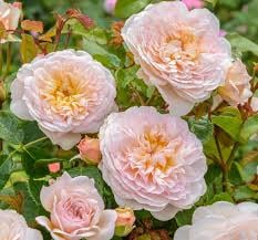 Emily Brontë standard rose