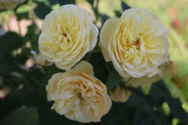 Citroncello
