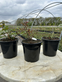 Hot Chocolate - Pot 4,5L