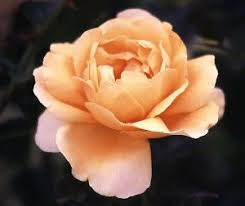 Fleur Romantica (Meilland)