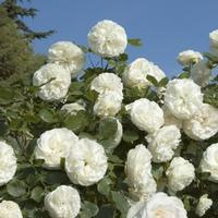 Palais Royal (White Eden Rose)