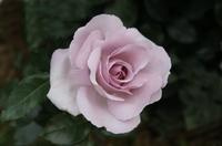 La Rose de Petite Prince