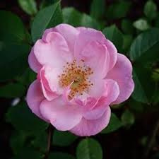 Rosa gallica