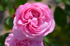 Gertrude Jekyll (Ausbord)