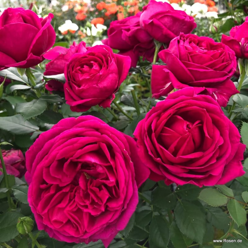 Für Elise standard rose
