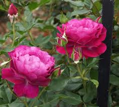 Wild Blue Younder (Blue Eden) standard tree rose