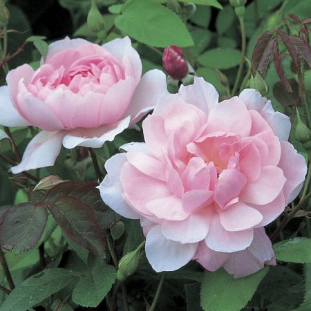Mortimer Sackler