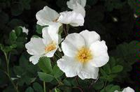 Rosa pimpinellifolia