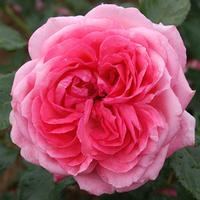 La Rose de Molinard