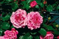 Shrub roses