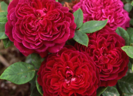 Damask roses