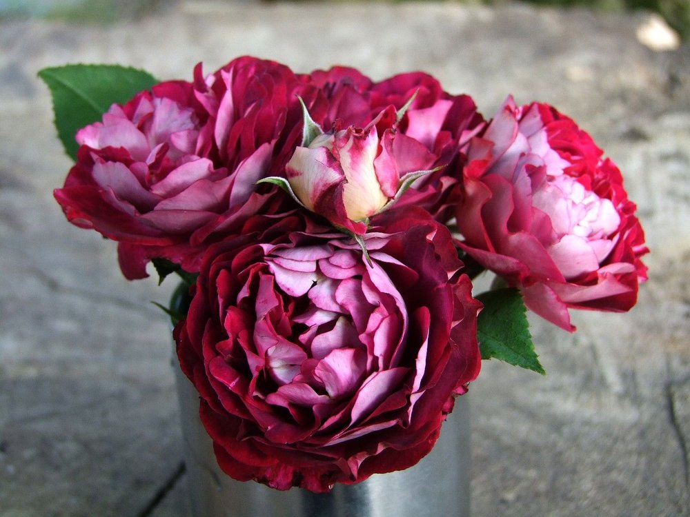 Belle de Segosa