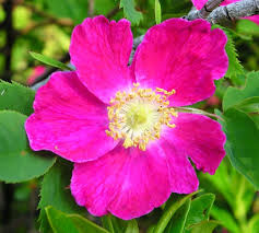 Rosa pendulina (Alpina Pendulina)