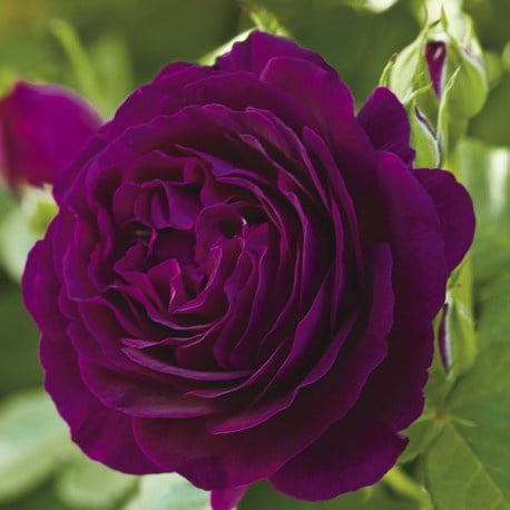 Twilight Zone standard rose
