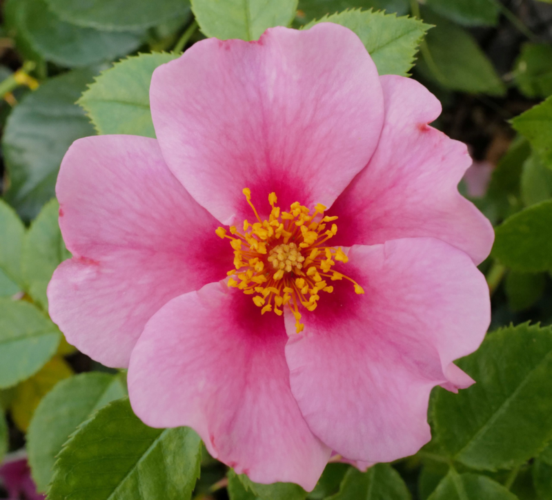 Hulthemia roses | Tuincentrum Lottum