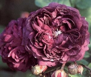 Gallica roses | Tuincentrum Lottum