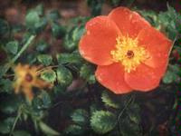 Rosa Foetida Bicolor