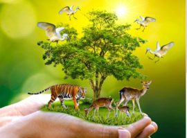 Conservation