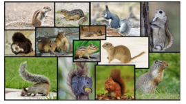 Developing animal husbandry regulations