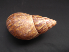 Lissachatina