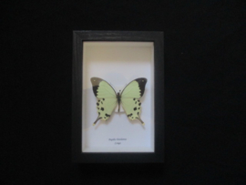 Papilio Dardanus