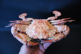 rode zwemkrab