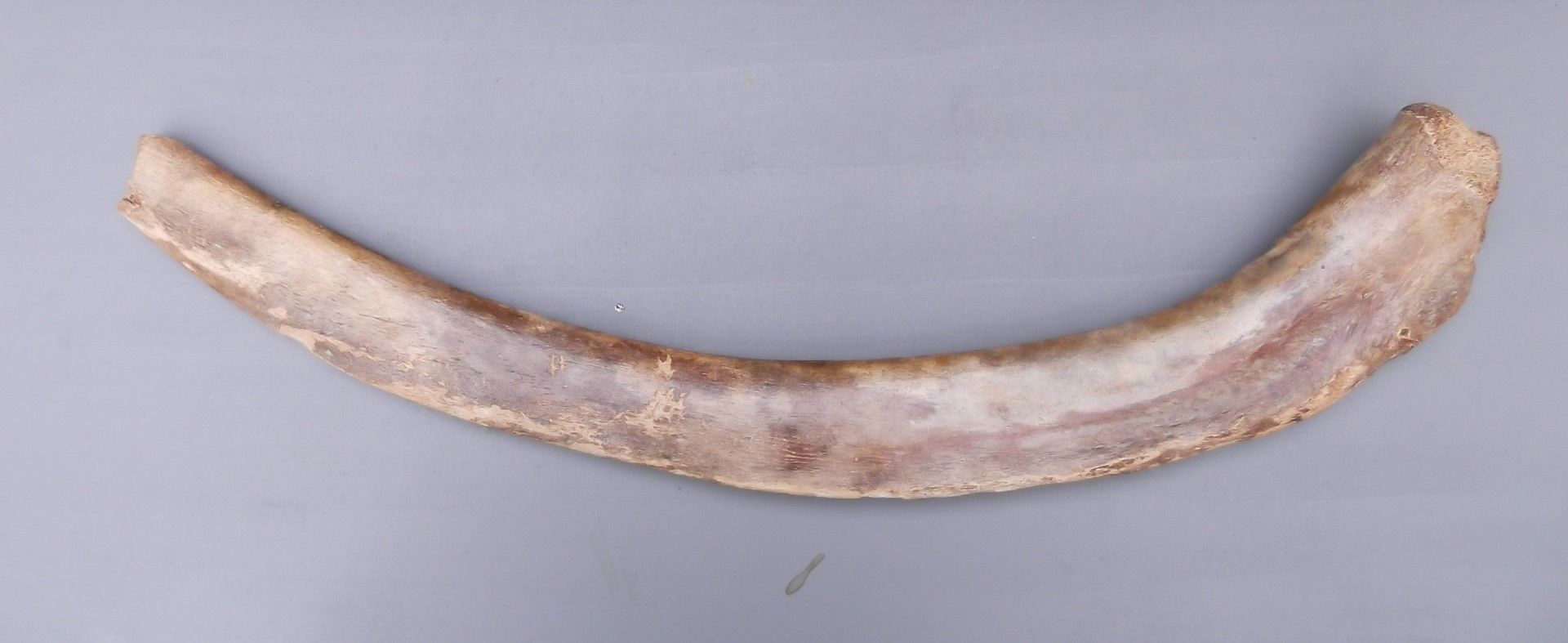 Mammoet Rib gedeelte