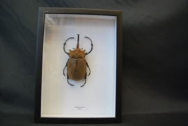 Megasoma Elephas
