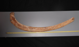 Mammoet rib