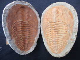 Trilobieten Andulasia