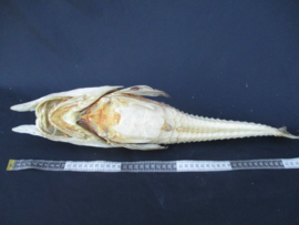 Nautilusvis 40 cm