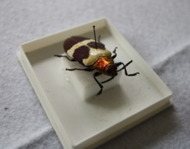 insecten collectie 2