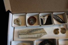 collectie fossielen