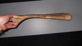 Mammoet eerste Rib