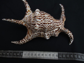 lambis chiragra