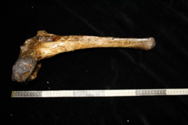 wervel ( 45 cm )