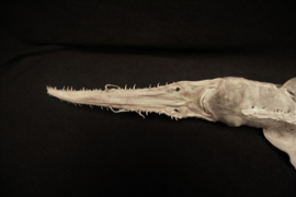 Zaagtandhaai 65 cm
