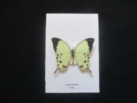 Papilio Dardanus